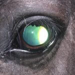 A horse with equine recurrent uveitis (periodic ocular inflammation). Due to the internal inflammation of the eye, the vitreous body is greenish and contains deposits.