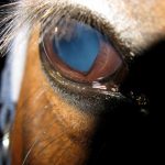 A healthy eye in which the pupil is somewhat heart-shaped.