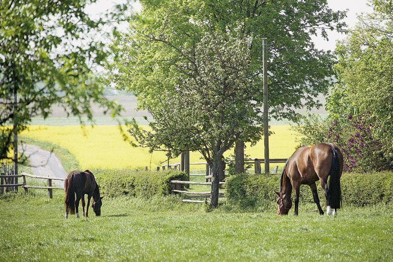 Regenerative Therapy | Hanse Equine Hospital in Sittensen near Hamburg