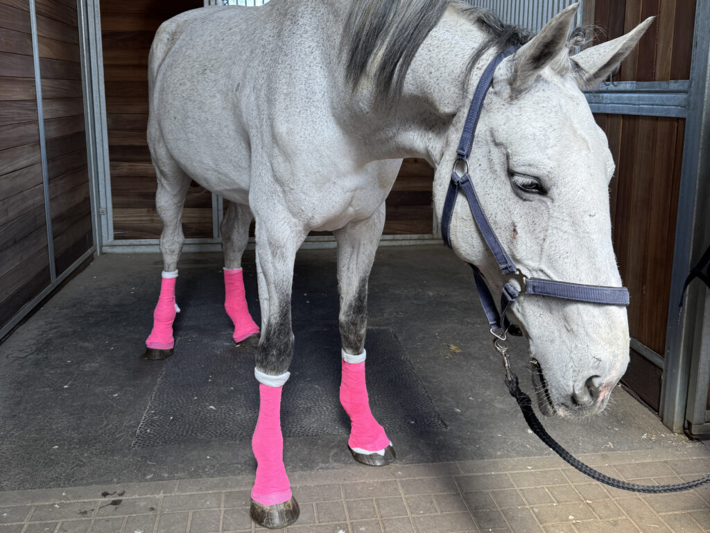 First Aid for Horses – Course on May 10, 2025