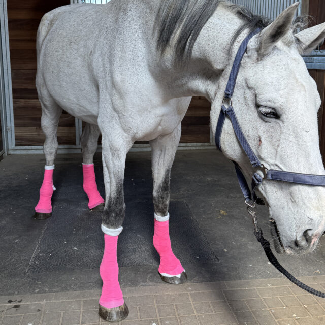 First Aid for Horses – Course on May 10, 2025