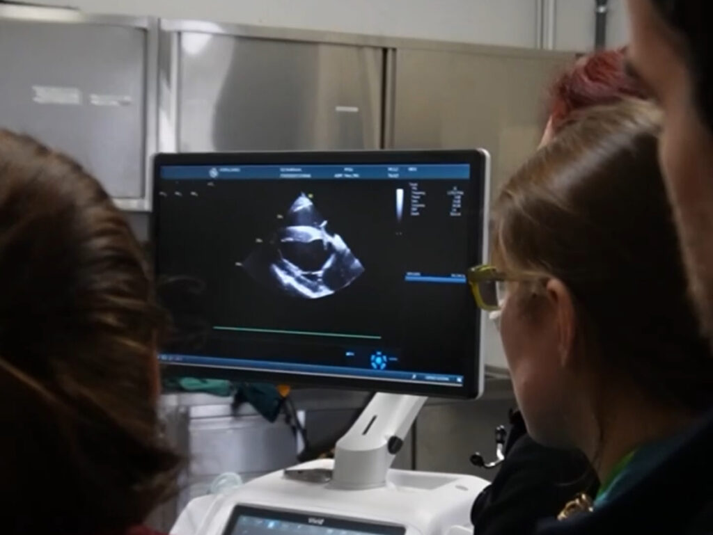 VetPD-Course “Practical Cardiology for Equine Practitioners”